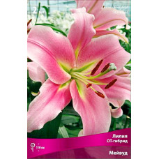 Лилия Мейвуд (ОТ-гибрид)