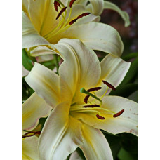 Лилия Мистер Фисташ (ОТ-гибрид)
