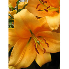 Лилия Морини (ОТ-гибрид)