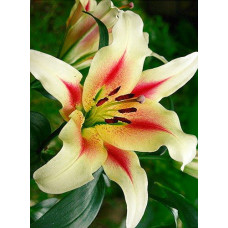 Лилия Нимфа (ОТ-гибрид)