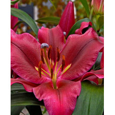 Лилия Палаццо (ОТ-гибрид)