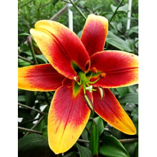 Лилия Ред Морнинг