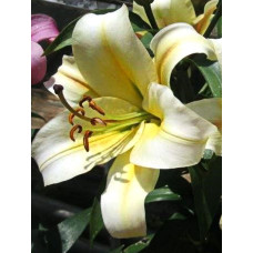 Лилия Сантини (ОТ-гибрид)