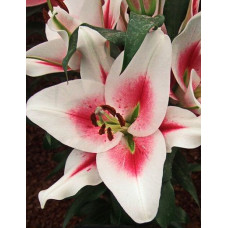 Лилия Суцинто (ОТ-гибрид)