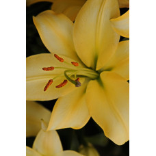 Лилия Террасол 