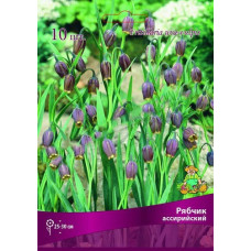 Рябчик ассирийский