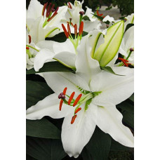 Лилия Шир Блонд (восточная горшечная)