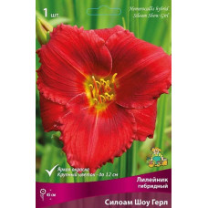 Лилейник гибридный Силоам Шоу Герл