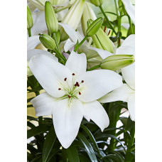 Лилия Спарклинг Джой (азиатская горшечная)