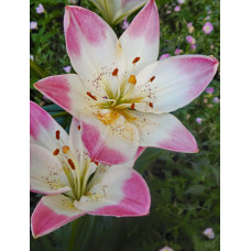 Лилия Шугар Лав (азиатская)