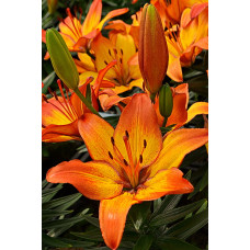 Лилия Сансет Джой (азиатская горшечная)