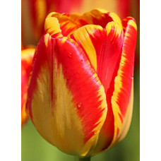 Тюльпан Баня-Лука