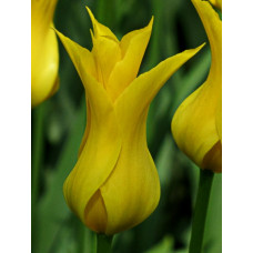 Тюльпан Флэшбэк