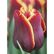 Тюльпан Окленд