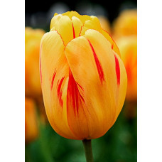 Тюльпан Олимпик Флейм 