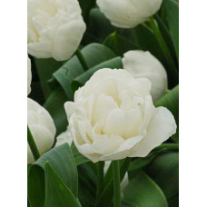 Тюльпан Уайт Харт 