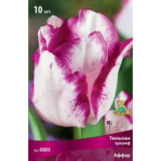 Тюльпан Аффэр (триумф)