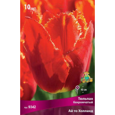 Тюльпан Ай то Холланд (бахромчатый)