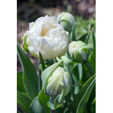 Тюльпан Айс Эйдж 