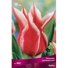 Тюльпан Акита (лилиецветный)