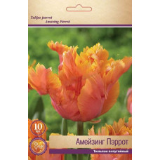 Тюльпан Амейзинг Пэррот (попугайный)