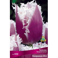 Тюльпан Американ Игл (бахромчатый)