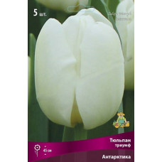 Тюльпан Антарктика (триумф)