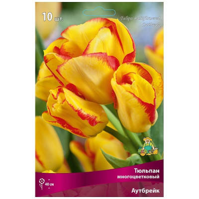 Тюльпан Аутбрейк (многоцветковый)  