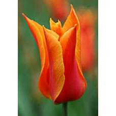Тюльпан Баллад Ориндж 