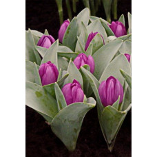 Тюльпан Бейби Блу 