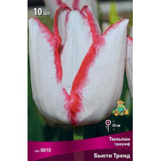 Тюльпан Бьюти Тренд (триумф)