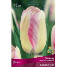 Тюльпан Блашинг Герл (простой поздний)