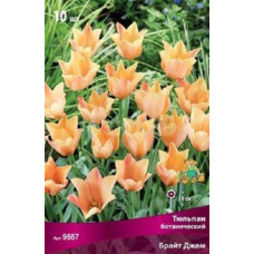 Тюльпан Брайт Джем (ботанический)