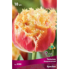 Тюльпан Брисбен (бахромчатый)