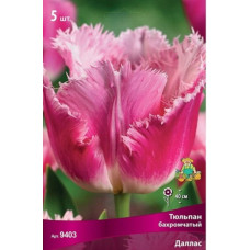 Тюльпан Даллас (бахромчатый)