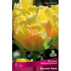 Тюльпан Дансинг Куин (махровый ранний)
