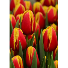 Тюльпан Дания