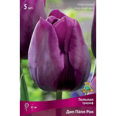 Тюльпан Дип Пёпл Рок (триумф)