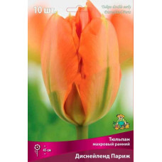 Тюльпан Диснейленд Париж (махровый ранний) 