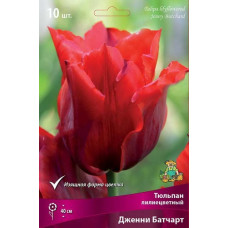 Тюльпан Дженни Батчарт (лилиецветные)