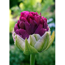 Тюльпан Эксквизит 