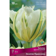Тюльпан Экзотик Пуриссима (простой ранний)