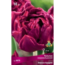 Тюльпан Элисон Брэдли (махровый ранний)