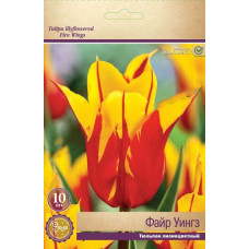 Тюльпан Файр Уингз (лилиецветный)