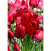 Тюльпан Файри Клаб (многоцветковый)