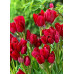 Тюльпан Файри Клаб (многоцветковый)
