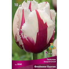 Тюльпан Флейминг Балтик (бахромчатый)