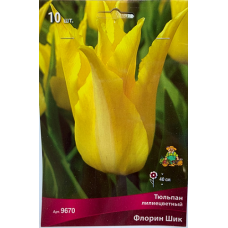 Тюльпан Флорин Шик (лилиецветный)