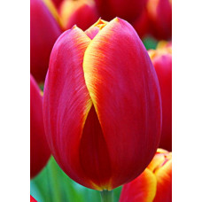 Тюльпан Флайинг Дрэгон 