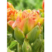 Тюльпан Тюльпан ФрутКоктейль (многоцветковый) 